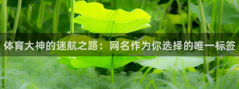 JJB竞技宝官网下载招商电话是多少啊：体育大神的迷航